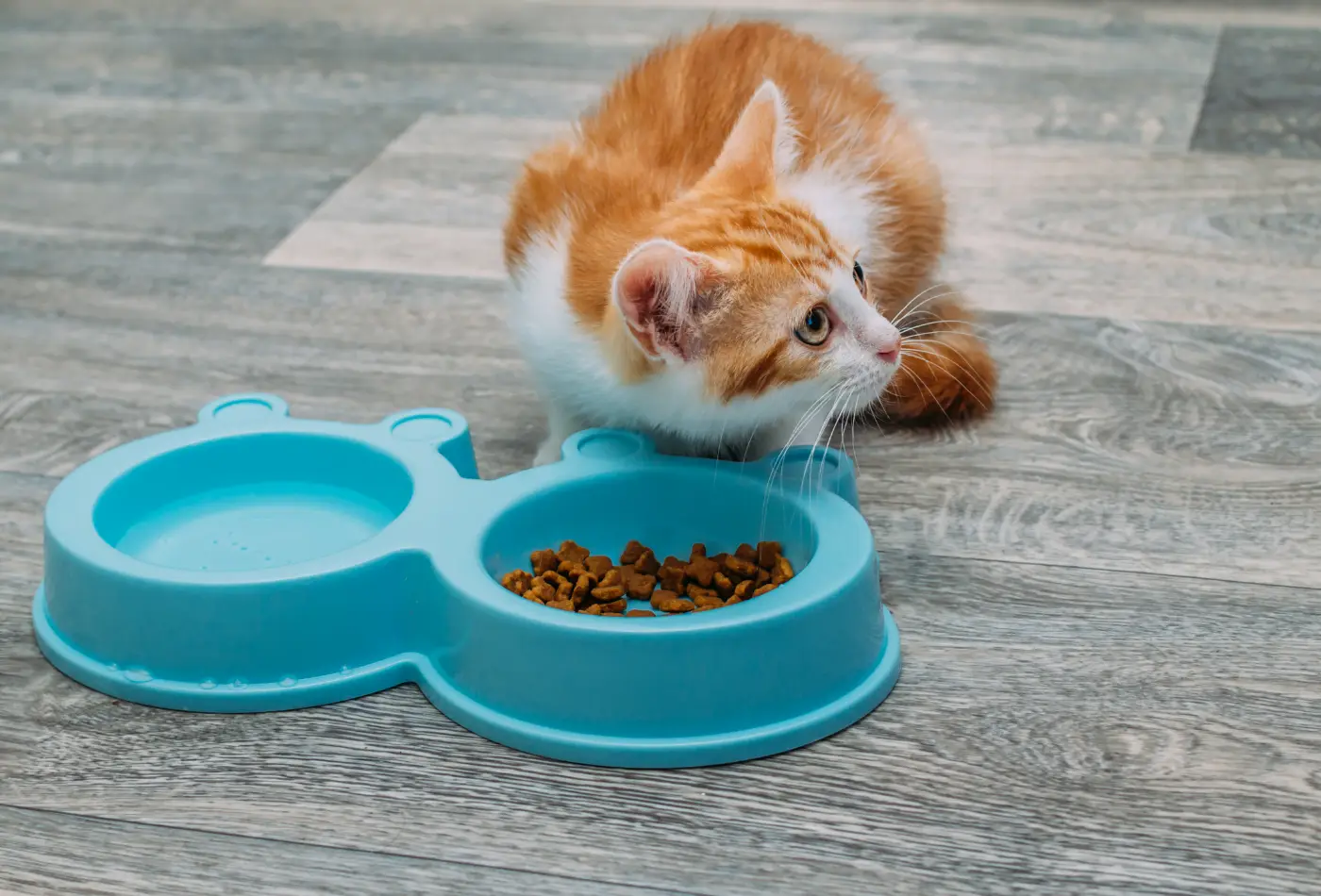 Croquettes pour chaton - bien choisir