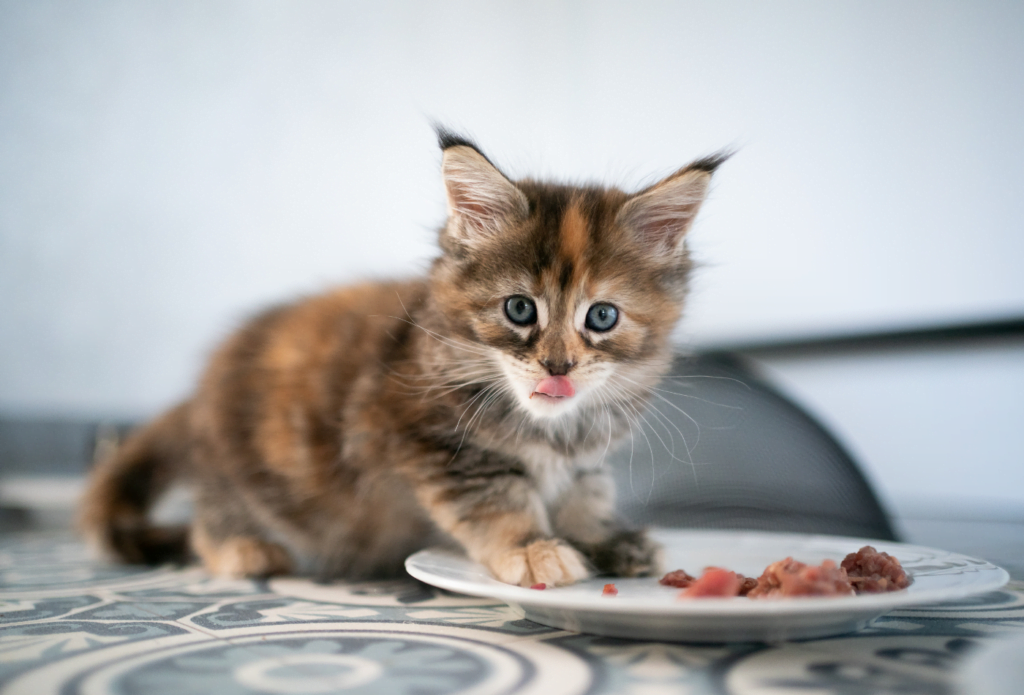 L’alimentation du chaton - nos conseils