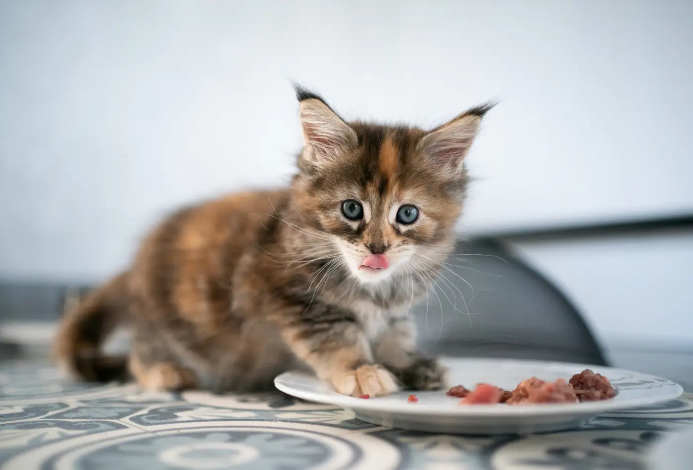 L’alimentation du chaton - nos conseils