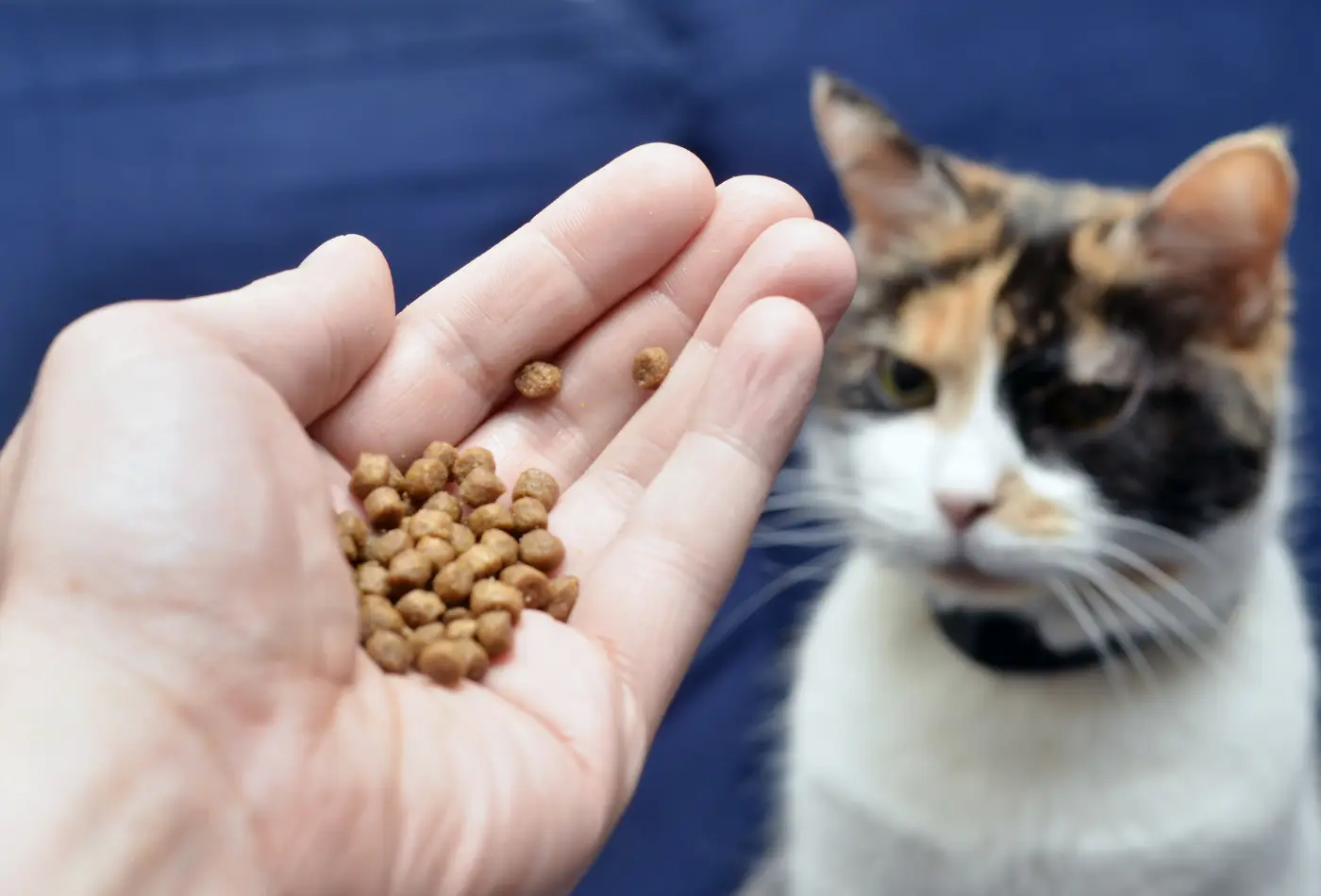 Quantité de croquettes pour chat