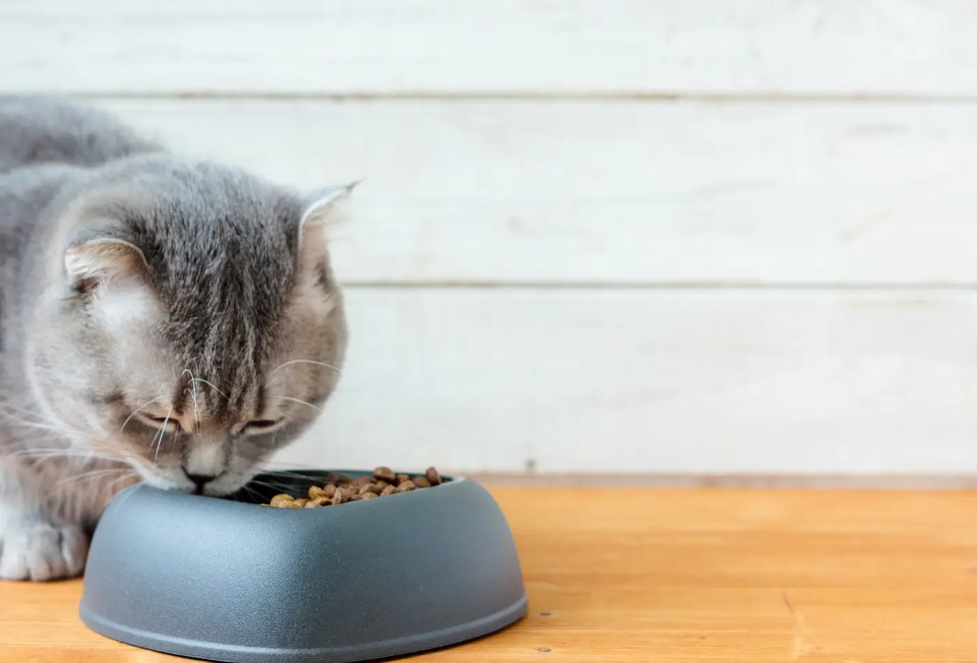 Croquettes pour chat : comment choisir ?