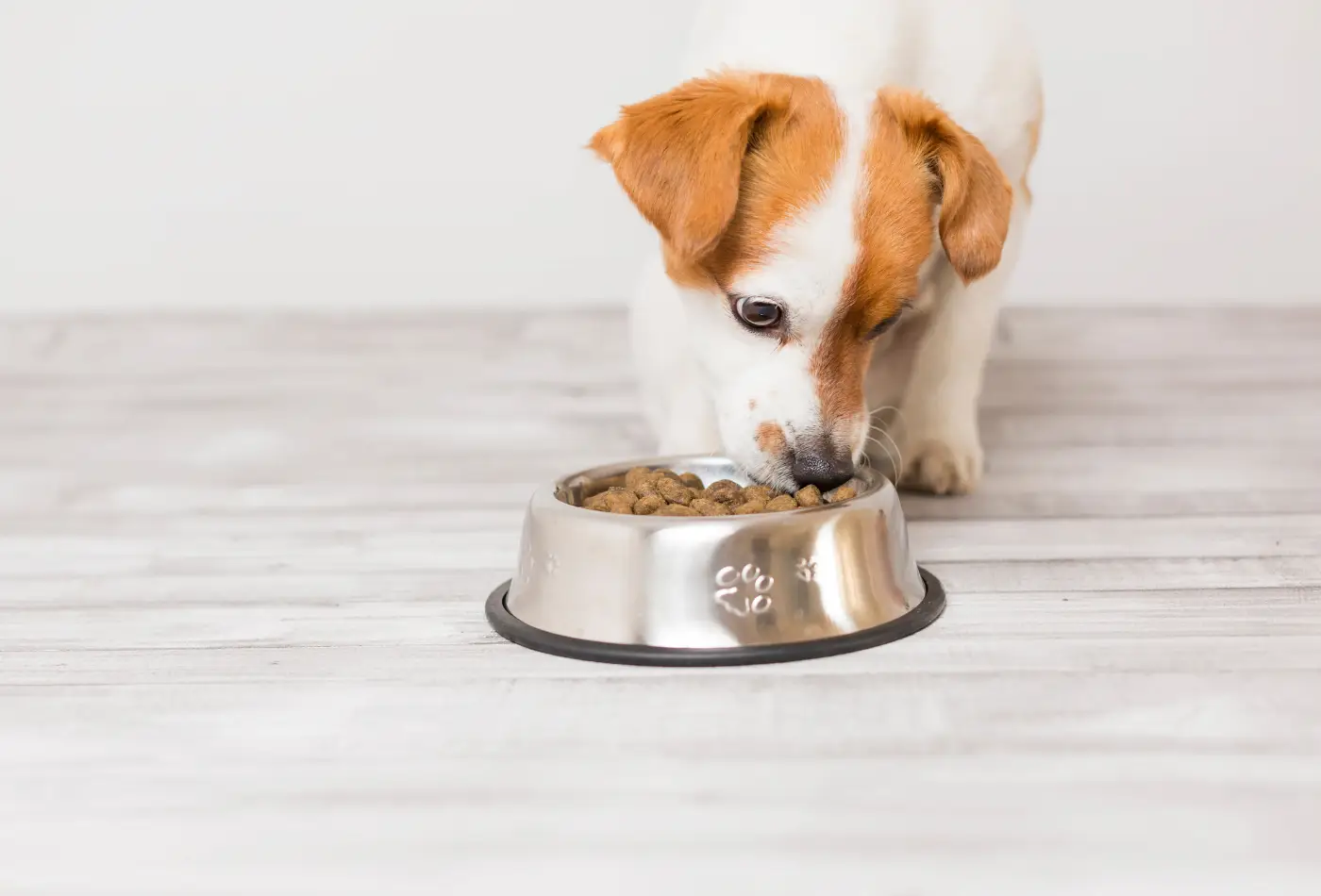 croquettes pour chiot