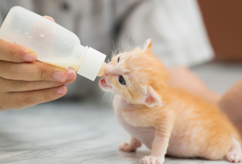 Alimentation avant et après le sevrage du chaton