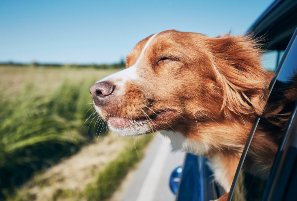 Alimentation chien en voyage