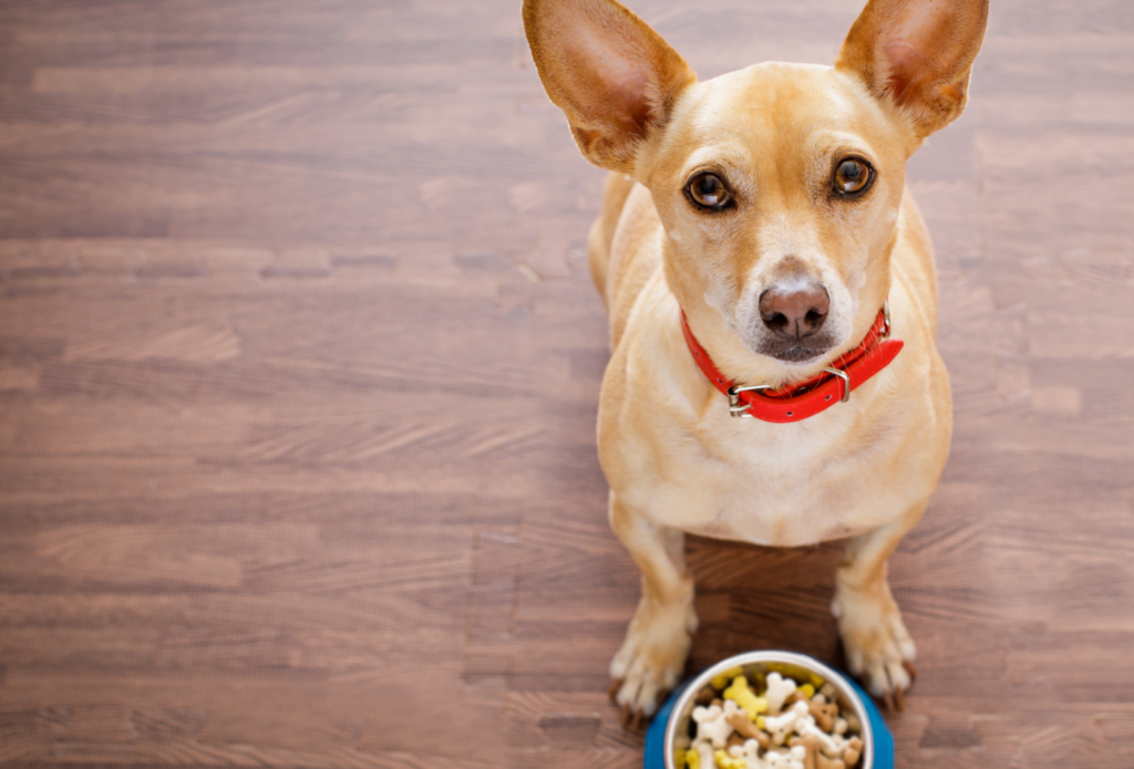 Croquettes pour chien stérilisé