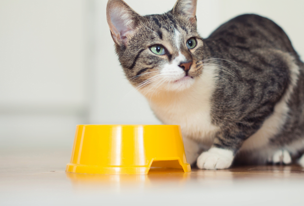 Mon chat est difficile - 3 solutions pour son alimentation