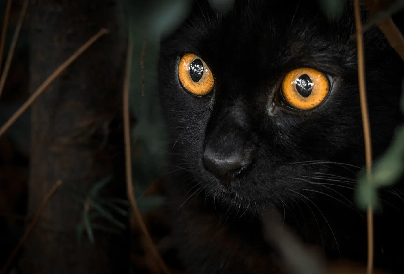 Les dangers d’Halloween pour votre chien et votre chat