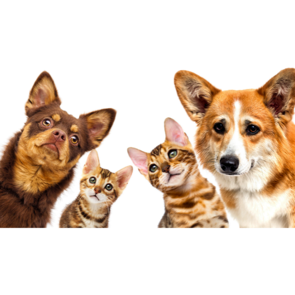 allergies allimentaires chez les chiens et chats