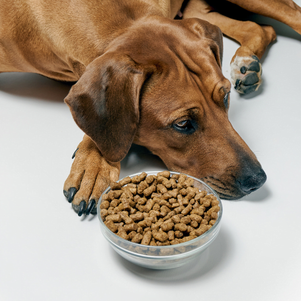 croquettes pour chiens adultes stérilisés