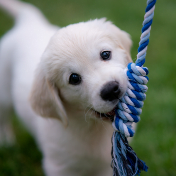 transition alimentaire chez les chiots