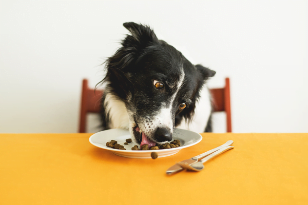 Croquettes pour chiens - Sec vs. Humide