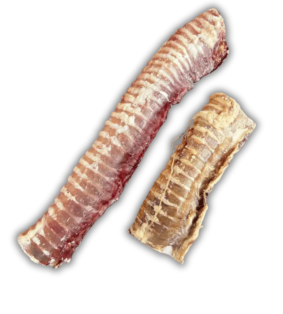 La Trachée de Bœuf
