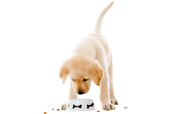 Comment passer votre chien à une nouvelle marque de croquettes en douceur