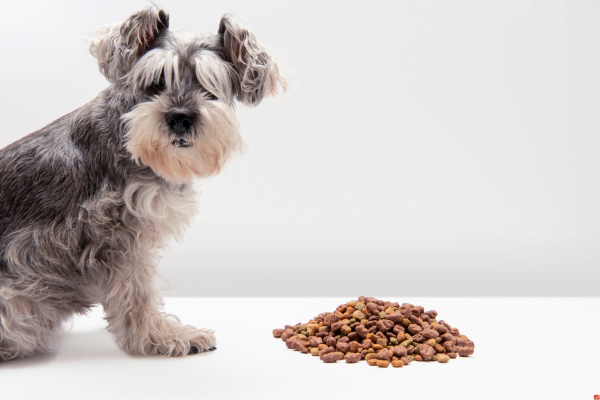 Alimentation équilibrée pour votre chien