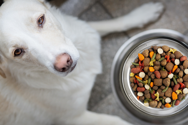 Croquettes de qualité pour la santé des chiens