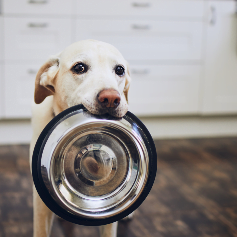 alimentation du chien en hiver