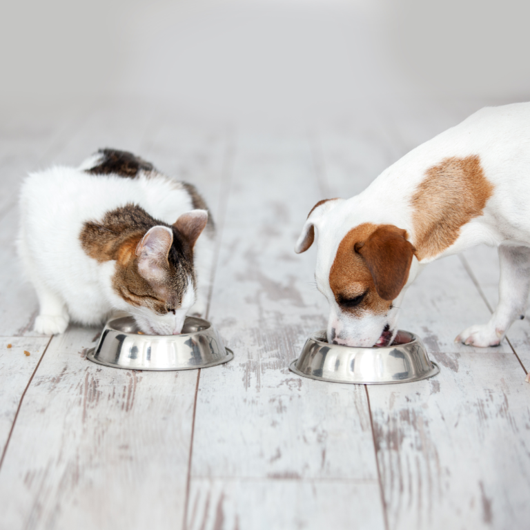 santé des animaux