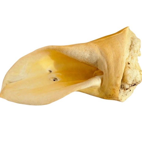 L'Oreille de Bœuf soufflé