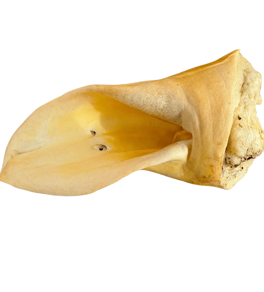 L'Oreille de Bœuf soufflé
