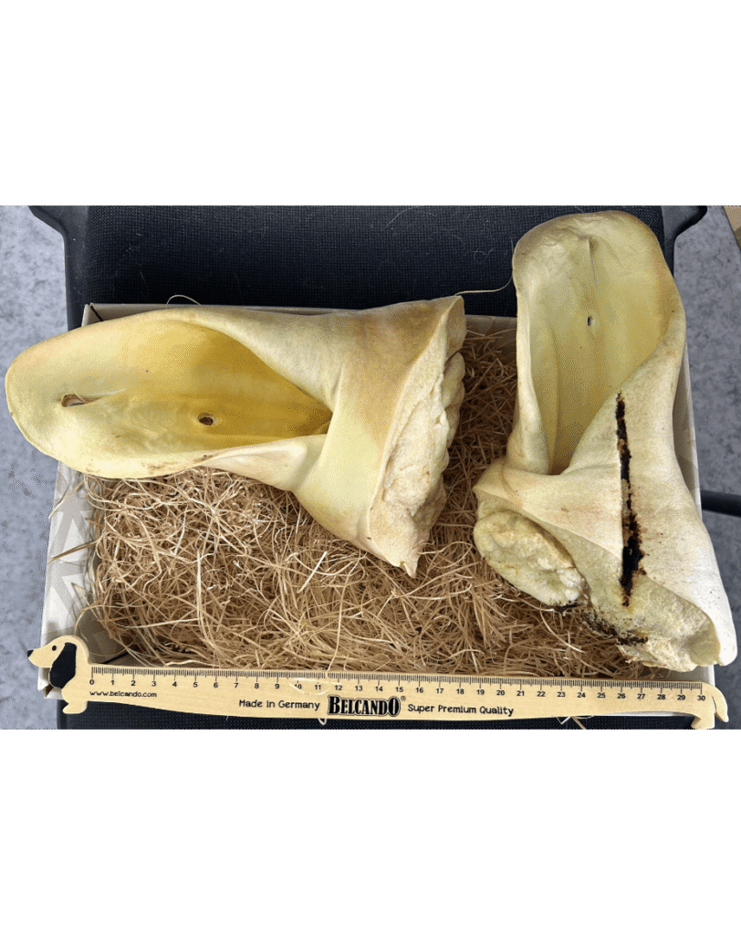 Oreille de bœuf soufflée