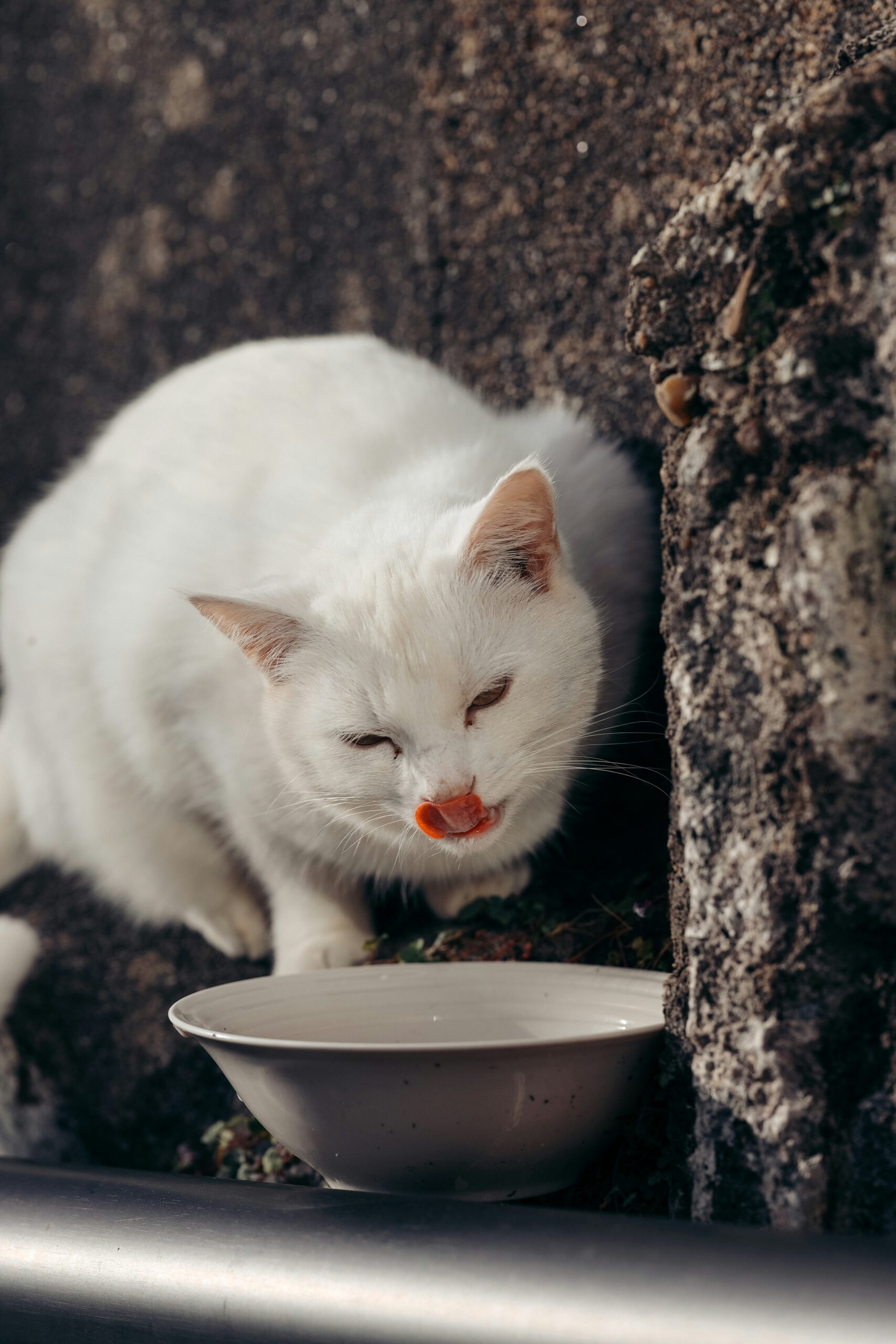 Compléments vitalité pour chats senior