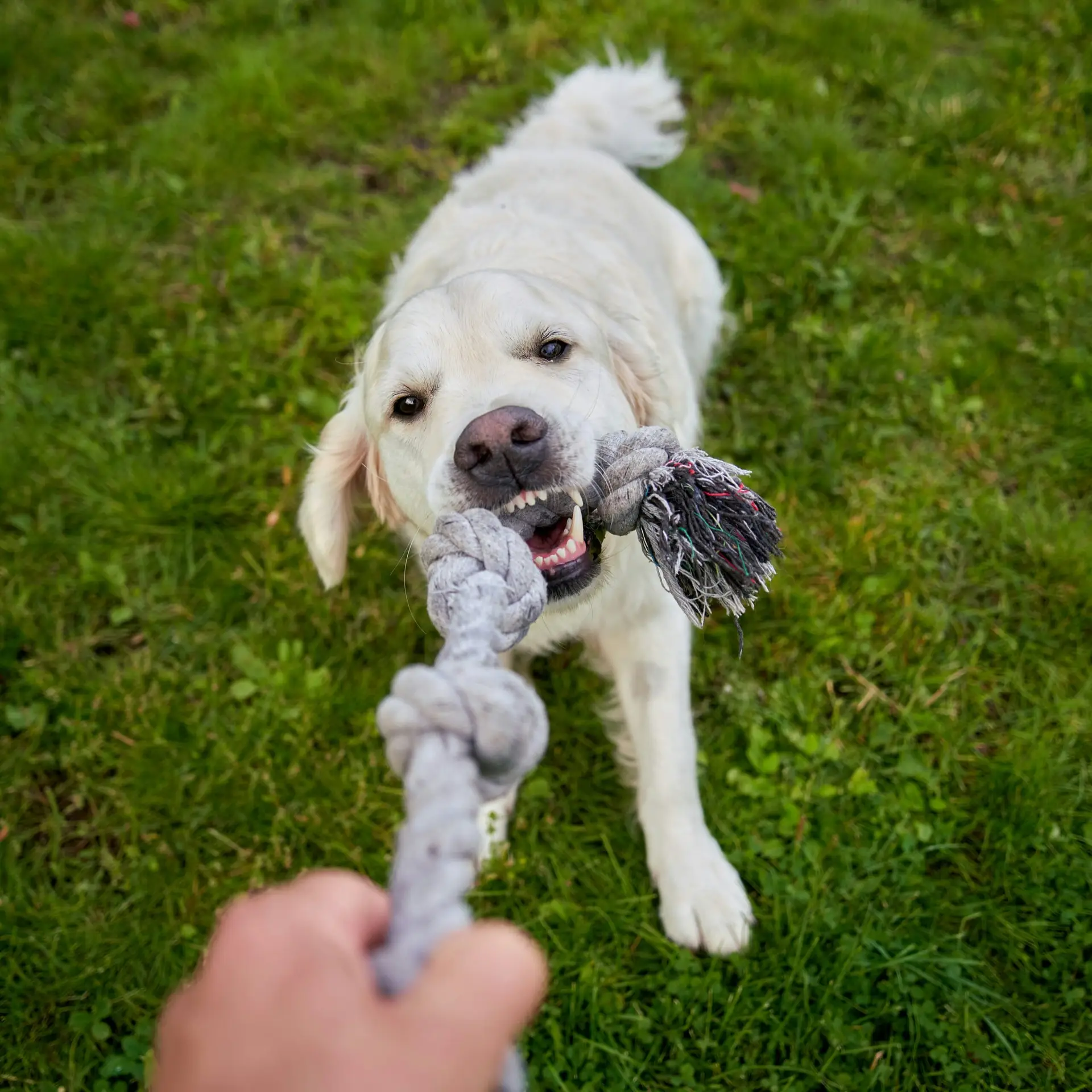 Jeu de corde pour chien