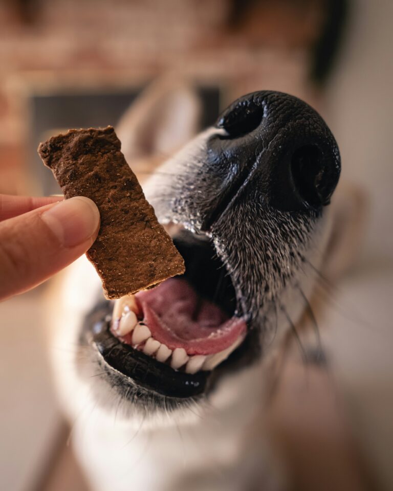 Alimentation Eddie Croquettes pour chien