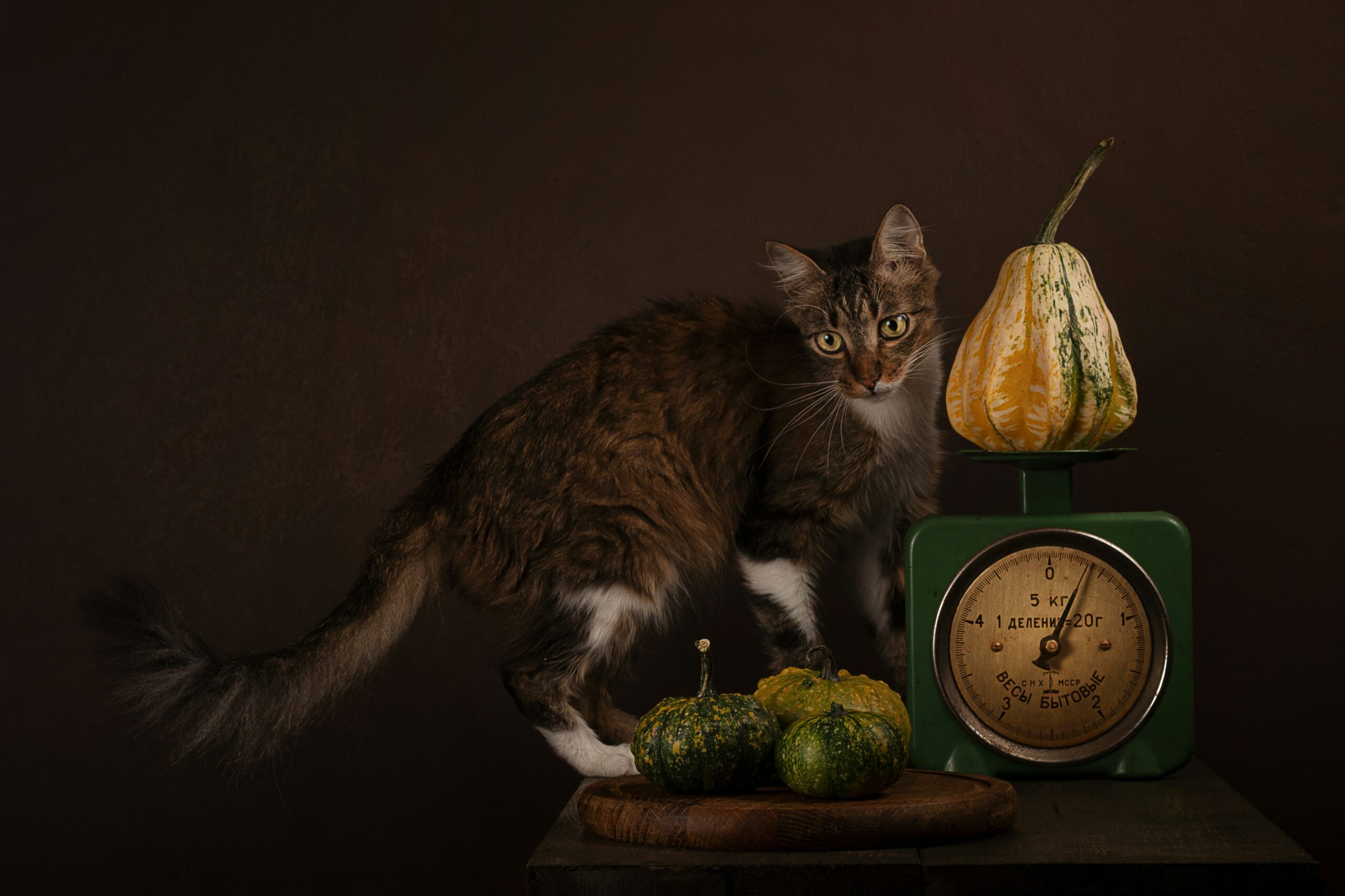Bonne nutrition du chat