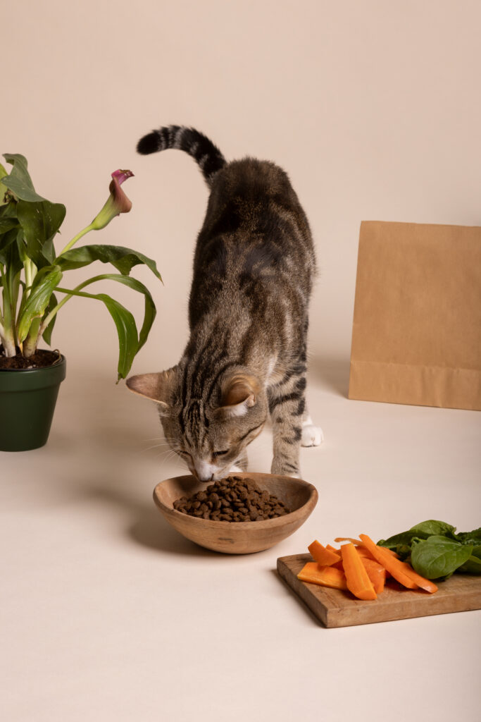 Alimentation