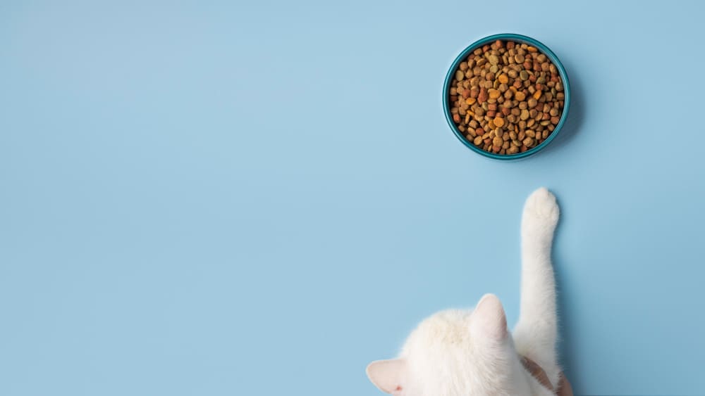 Alimentation pour chat