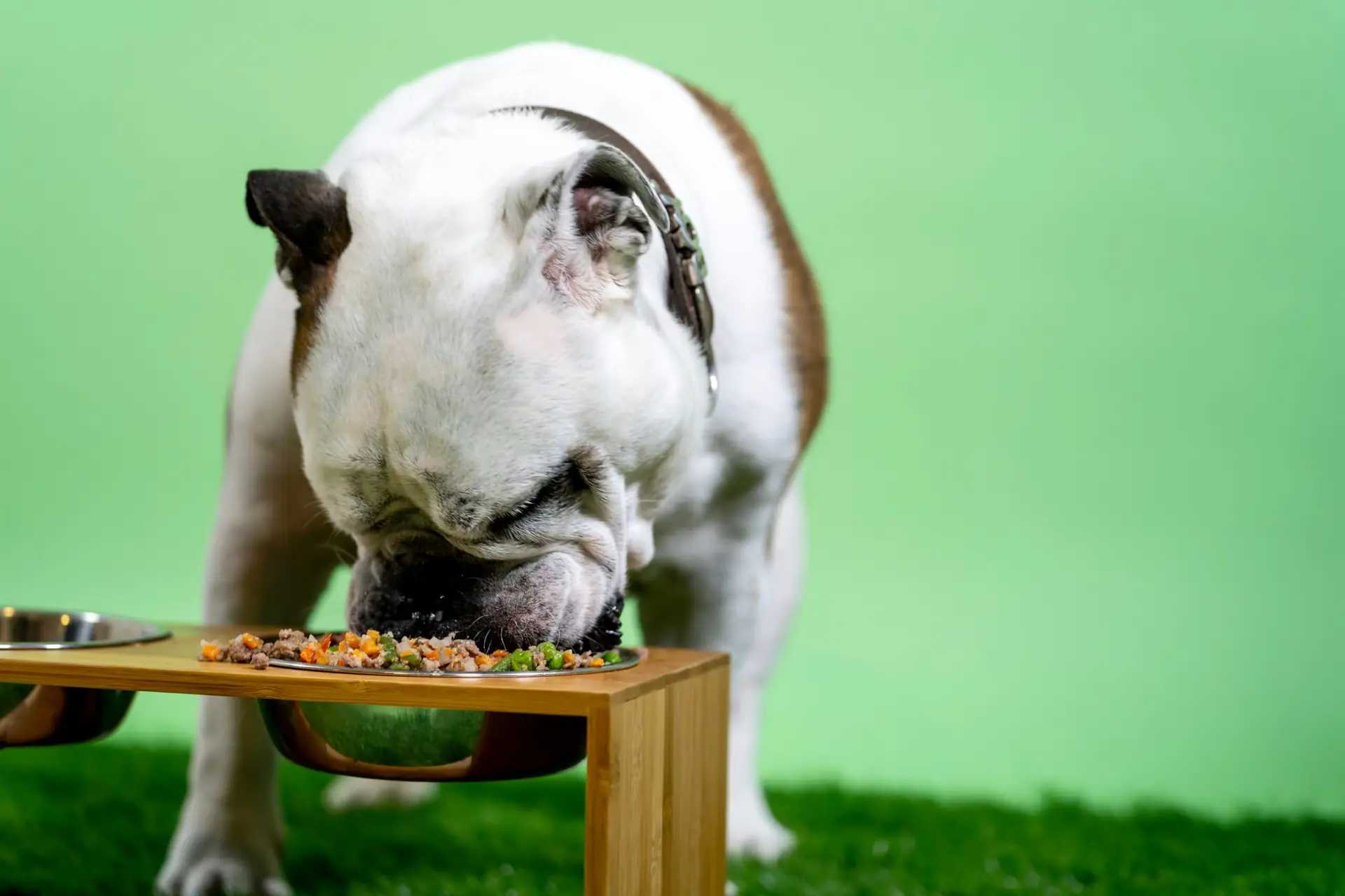 Alimentation naturelle du chien