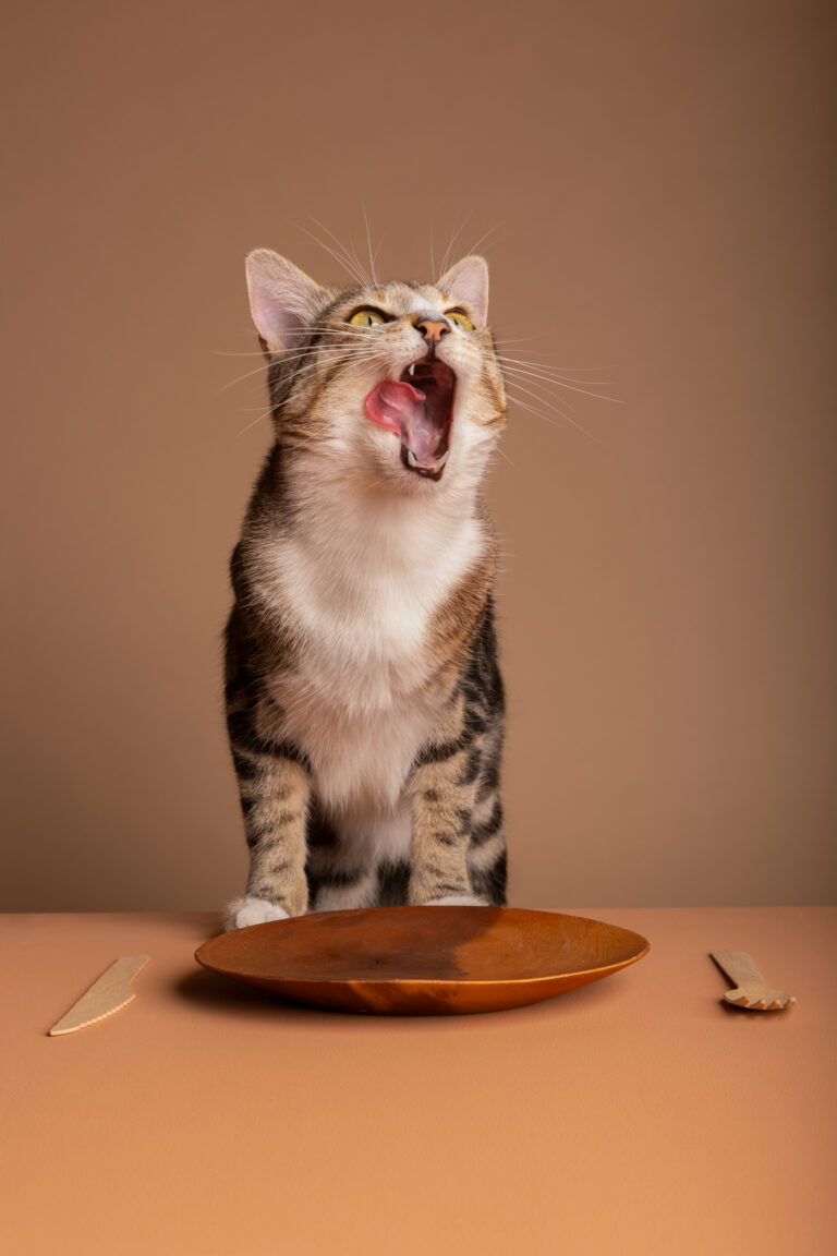 Croquettes pour petites machoires de chats