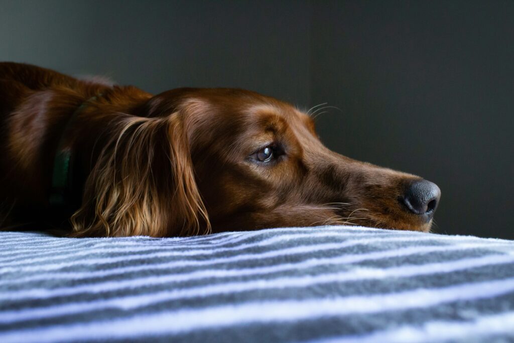 Aliments pour chien sensible