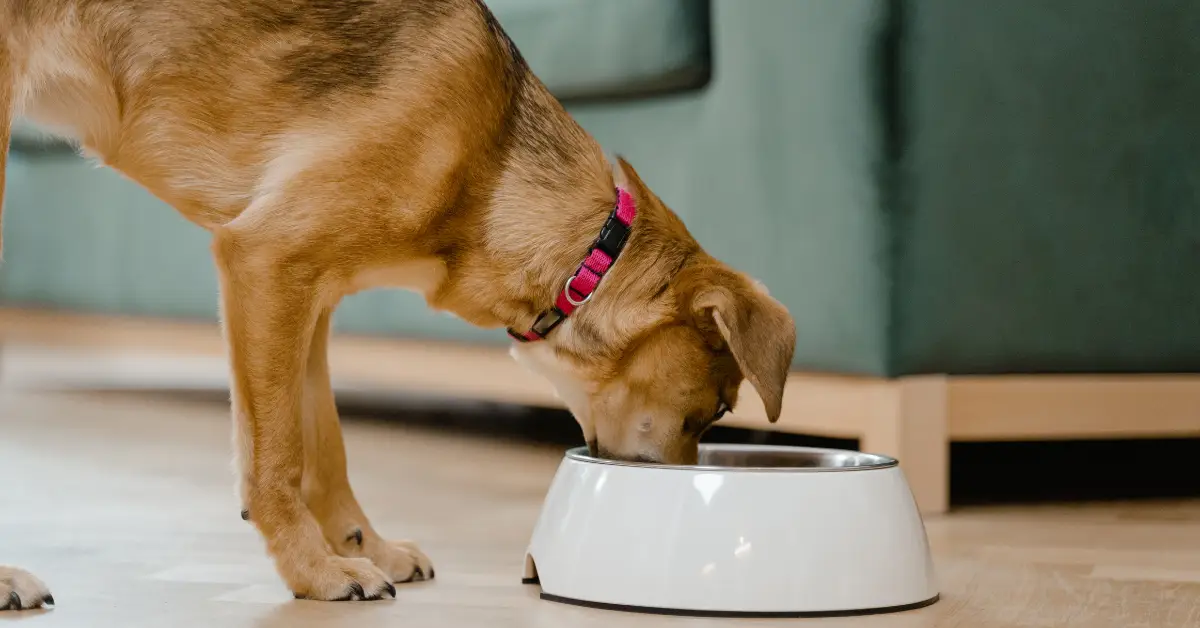 Complément alimentaire pour chien