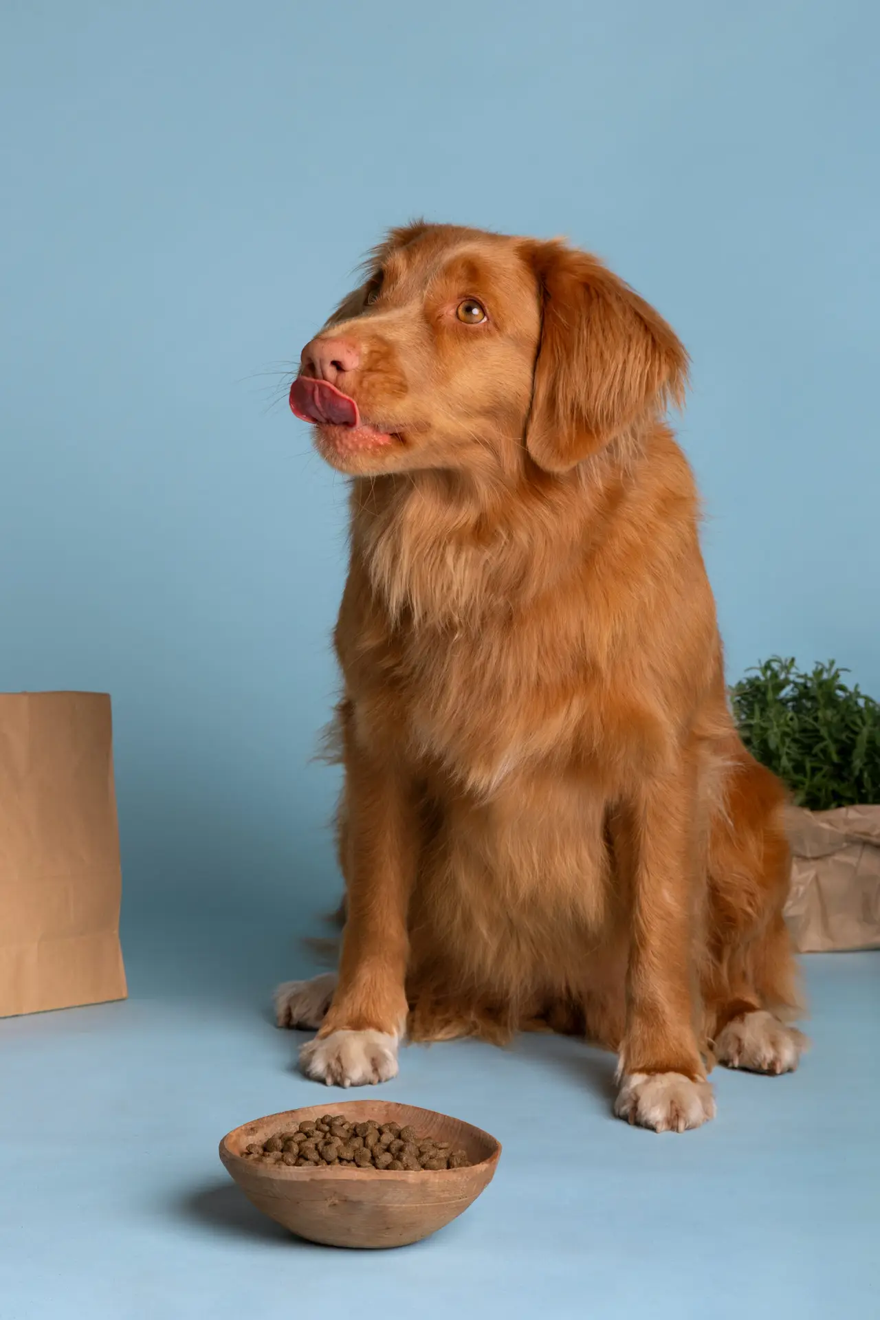 Croquettes pour chien senior