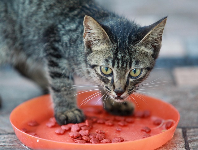 Croquettes de qualité pour chat