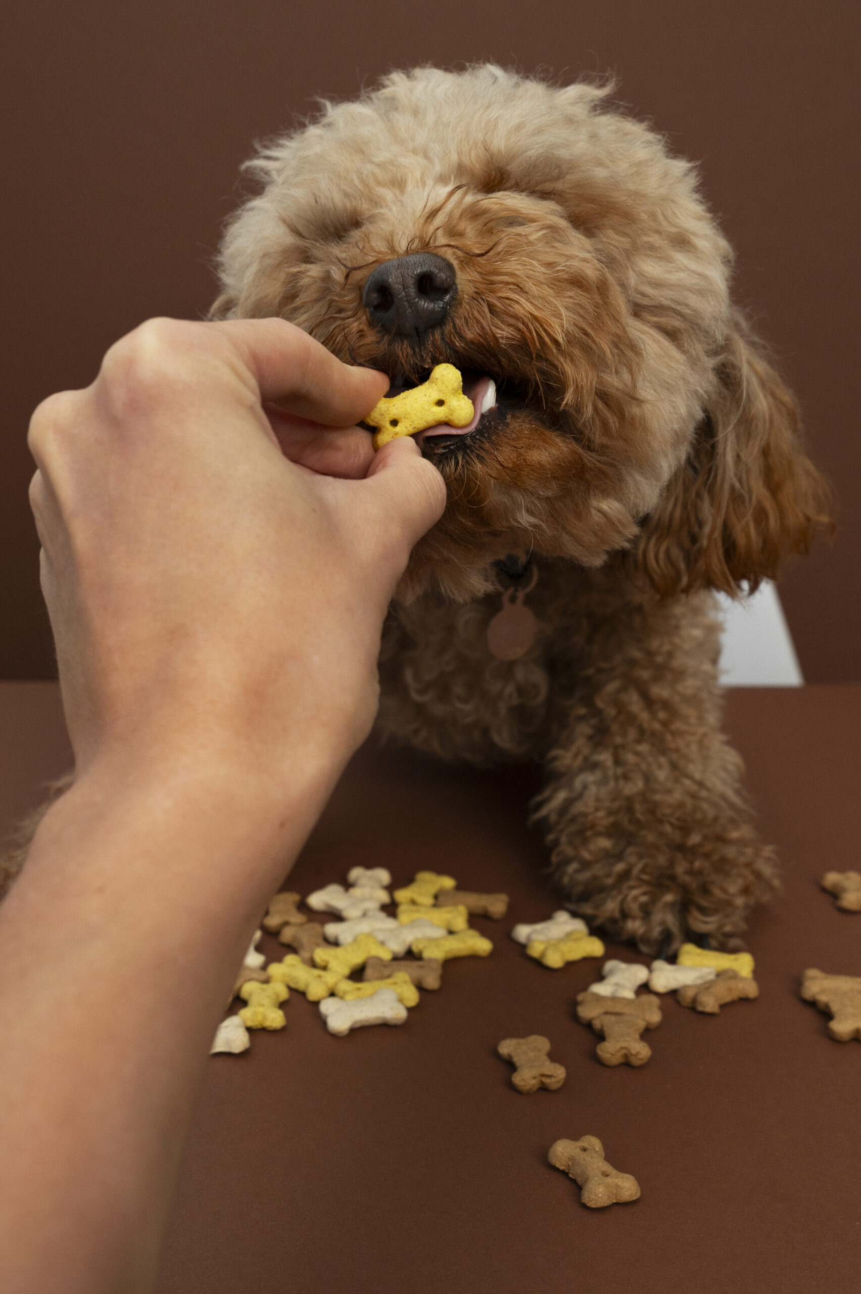 Top 5 friandises pour petit chien