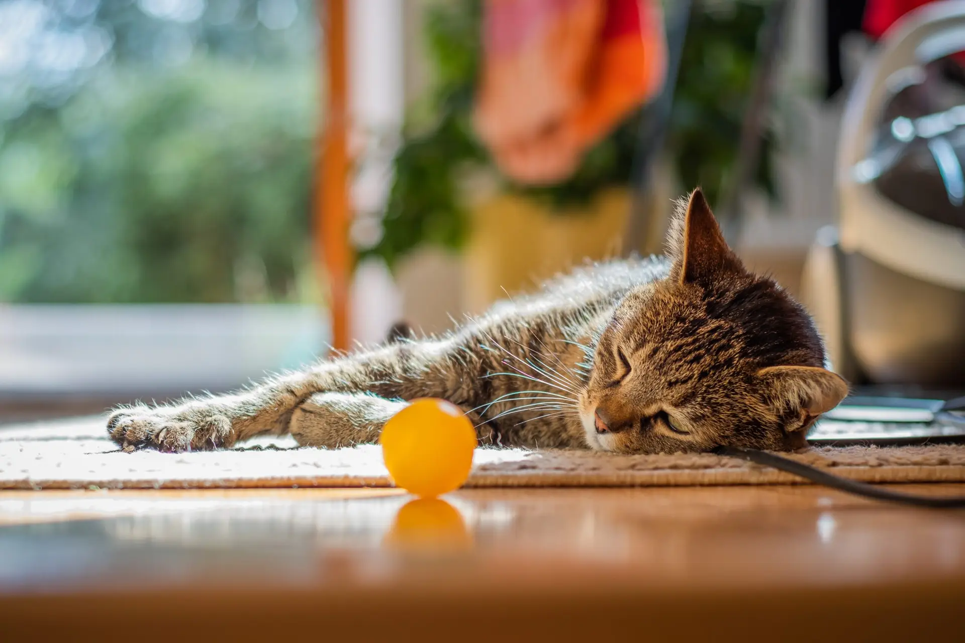 Jeux appropriés pour chat âgé