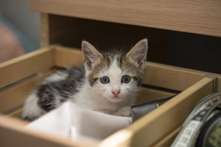 Litière pour chatons