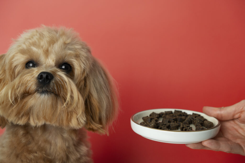Alimentation pour petits chiens