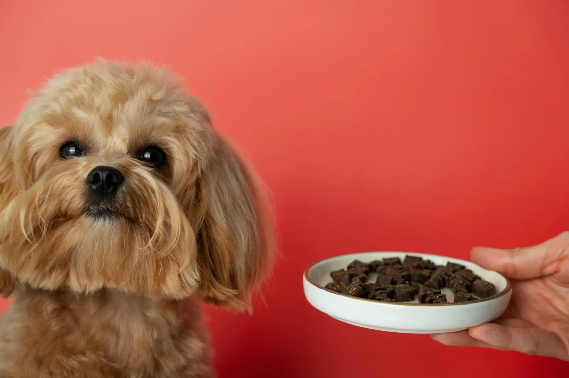 Alimentation pour petits chiens
