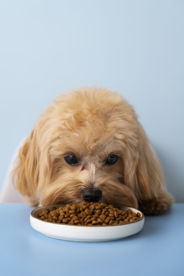 Recette sans céréales pour chien