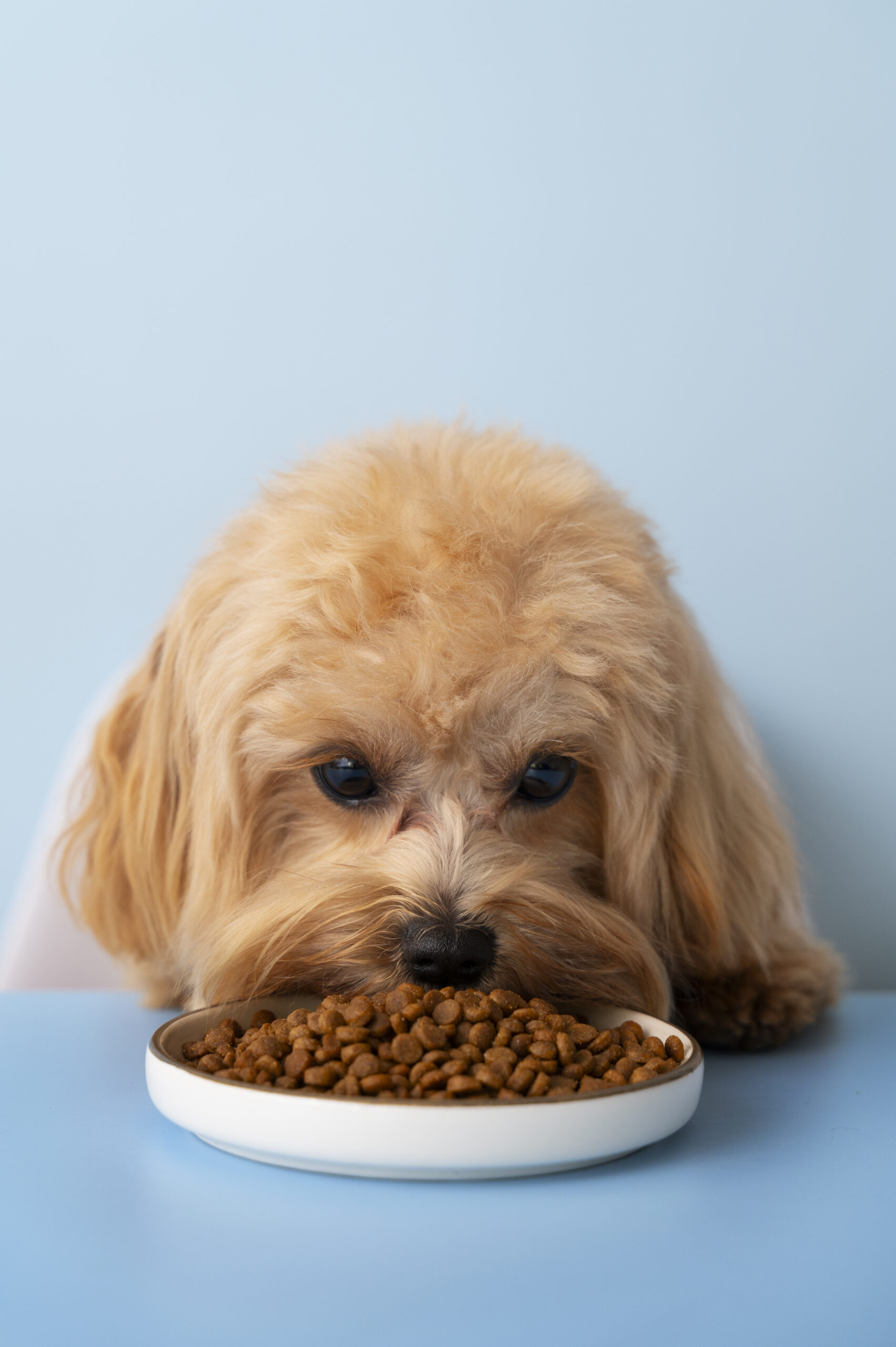 Recette sans céréales pour chien