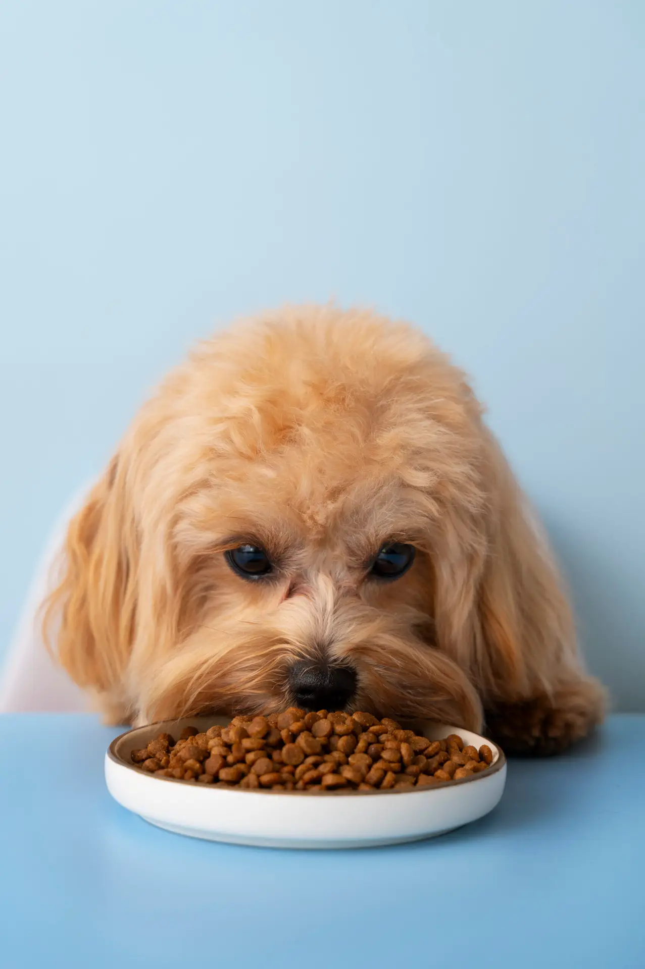 Recette sans céréales pour chien