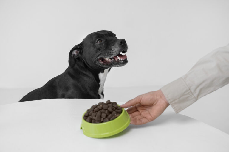Croquettes pour chien