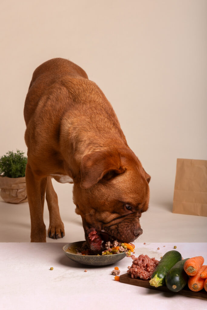 alimentation naturelle de chien pour system immunitaire