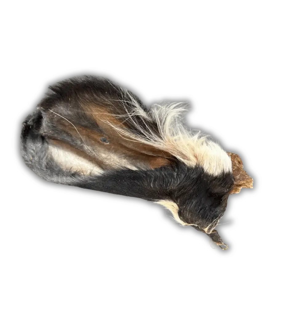 L'Oreille de Bœuf avec poils