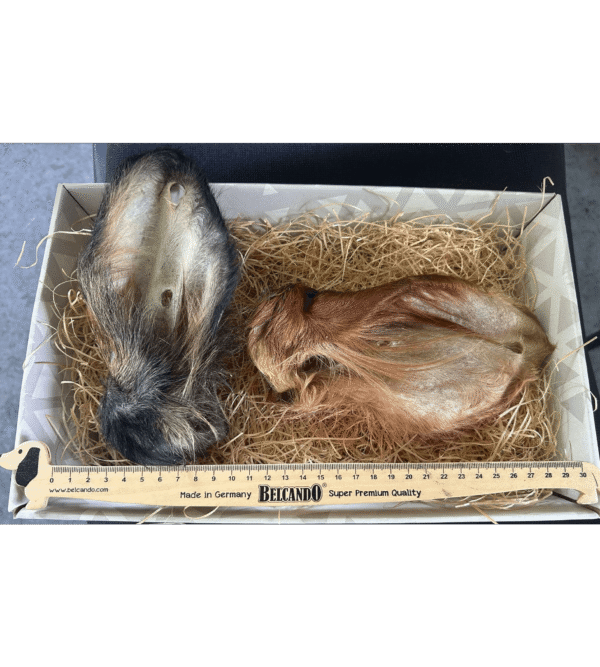 Oreille de bœuf avec poils