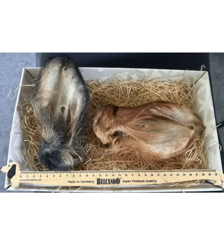 Oreille de bœuf avec poils