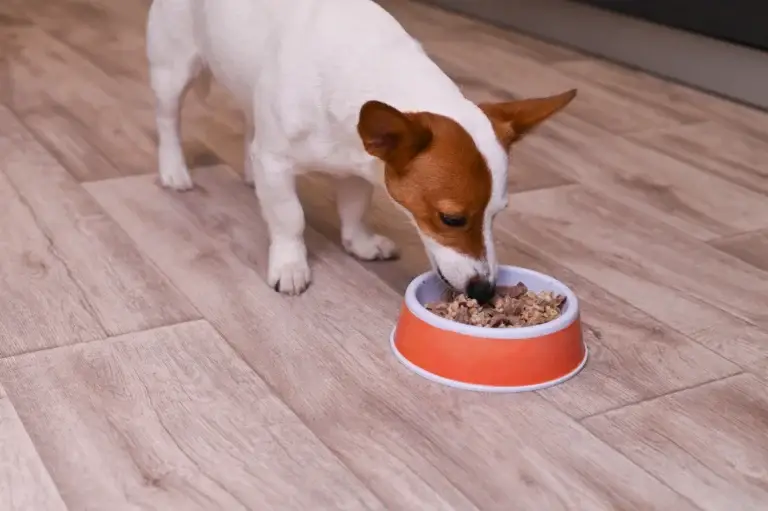 Quantité de croquettes pour chien selon poids et âge